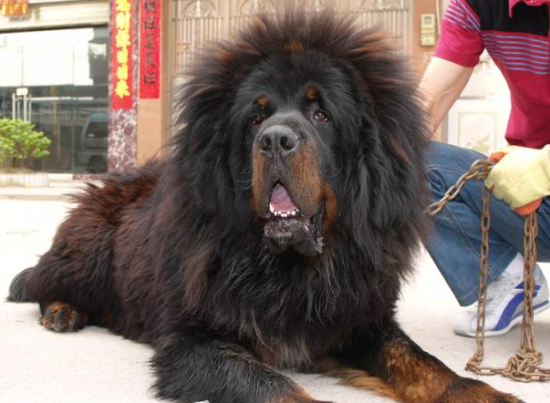 世界最凶猛的狗排名,这三种你都认识吗