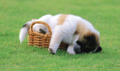 С����Ҫ������ЩӪ��