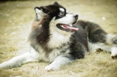 �����䷢��ʲô֢״