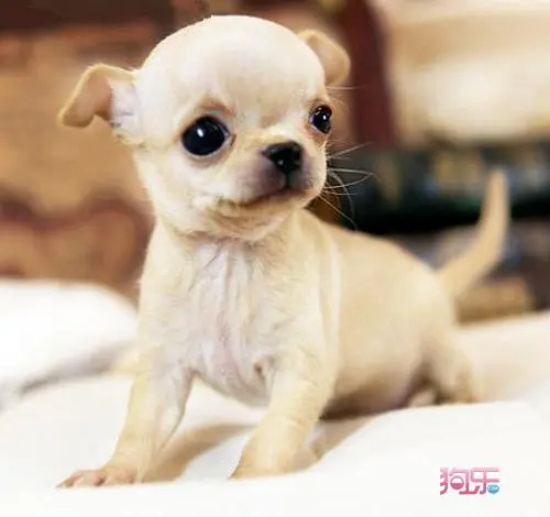 ������޵����ԭ��