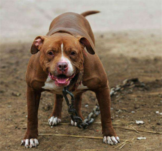 训练比特犬的四个方法与技巧