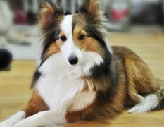 ���������ʯ����ô����