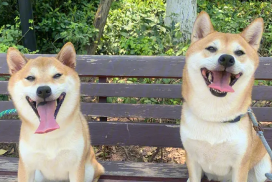 柴犬如何看品相?铭记一下几处要点