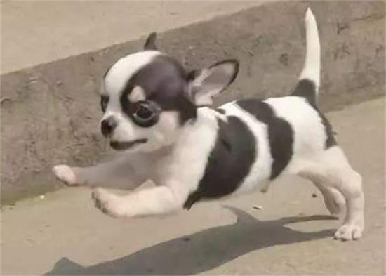 �����ӳ������޵�����