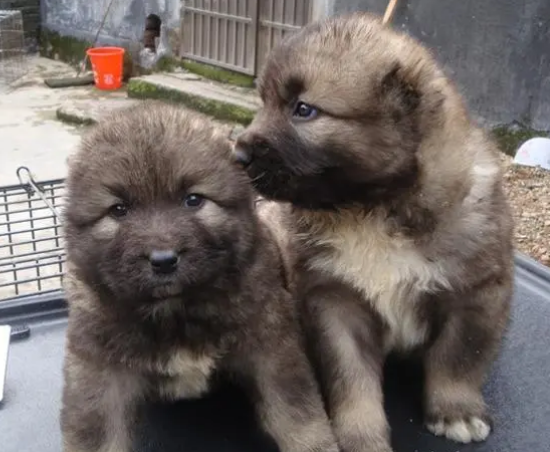 狗狗乱叫怎么办?找到原因才好解决