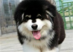 ����˹��Ȯ��������