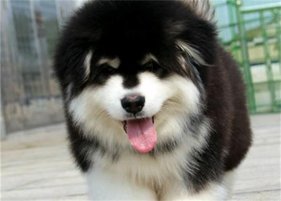 ����˹��Ȯ��������