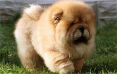 С����ʯ��ʲô֢״