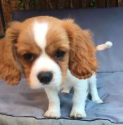 �������Ŵ����׵ĺô�����Щ