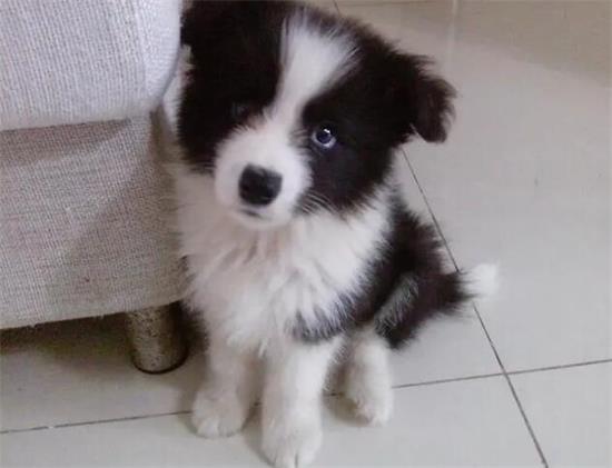 狗狗常见的食道问题