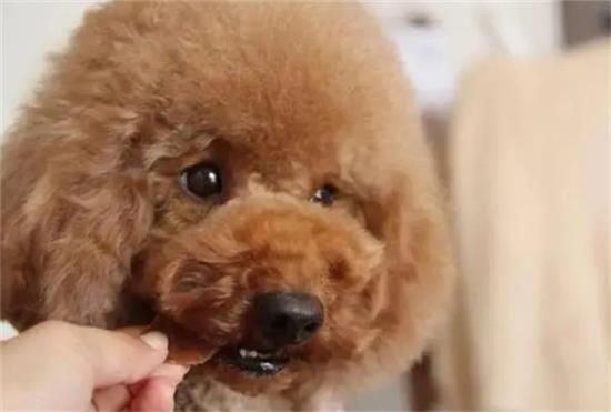 ��̩�Ϲ�ʲôʱ���� ��̩�Ϲ��ķ���ʱ��