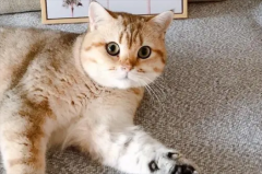 è��ϲ���걻����ô��