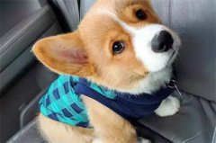 ����ʲôʱ�����¾���