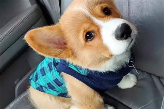 狗狗什么时候来月经?