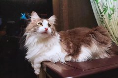 ����è���ŵ���ȱ��