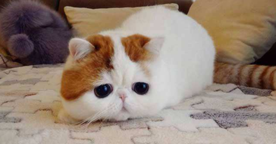 如何用毛巾给加菲猫做清洁