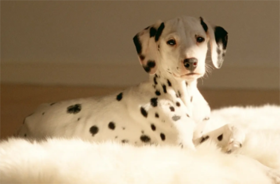 ��ô�����ƹ������У�