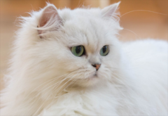 ��ô����˹èϴ��