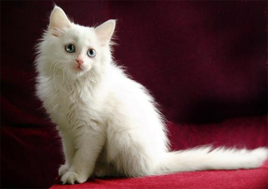 怎么给波斯猫洗澡