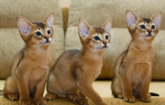 ����������è��ë������ô�����أ�