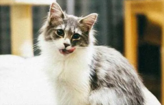 ������è����ë���ļ���