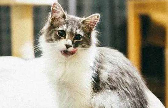 ������è����ë���ļ���