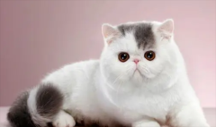 �ӷ�è�۾������ʲô