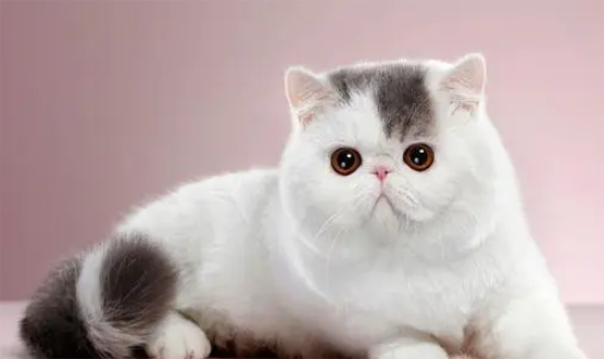 加菲猫眼睛清洁用什么