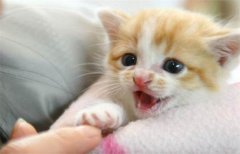 ��˹è��ëԭ��Ӧ�Դ�ʩ