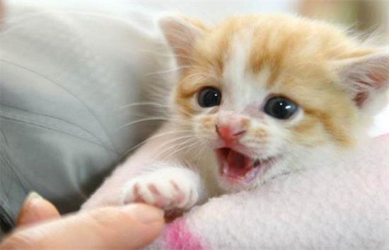 ��˹è��ëԭ��Ӧ�Դ�ʩ