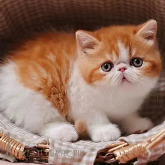 猫肉垫有什么作用?