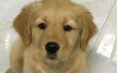 ��ë������