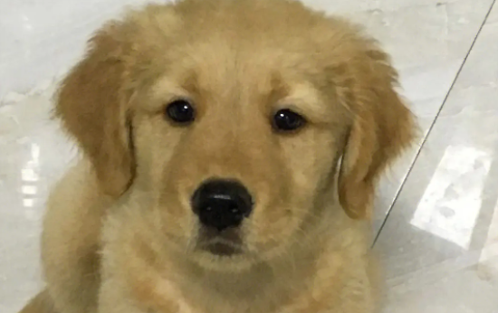 ��ë������