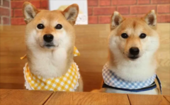 ��Ȯ����ȱ������Щ��