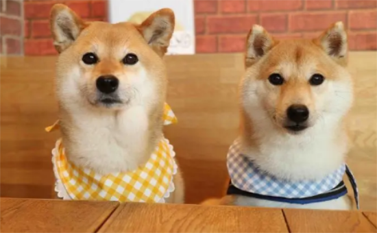 ��Ȯ����ȱ������Щ��