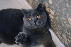 ��żè��ϰ������Щ?