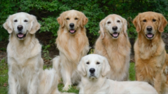 ��ëһ��Լ��ٱȽϺ�