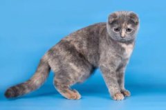 ��è������ʲôֲ��?