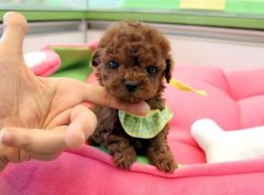 ̩�������ô��