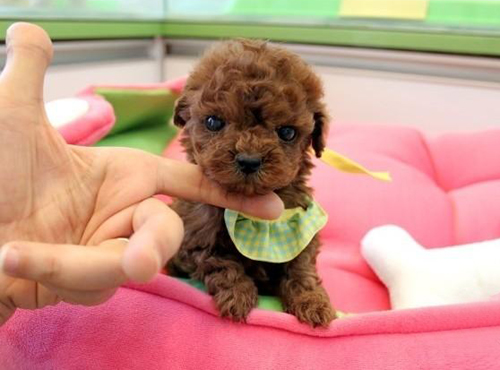 ̩�������ô��