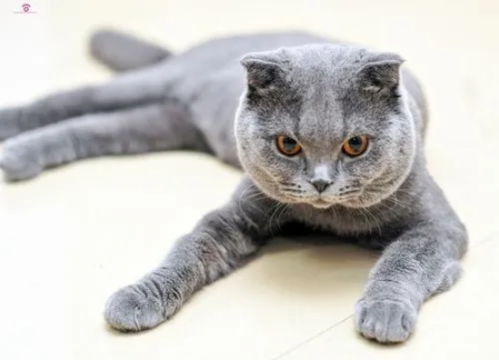 è�Զ�����������ô��?