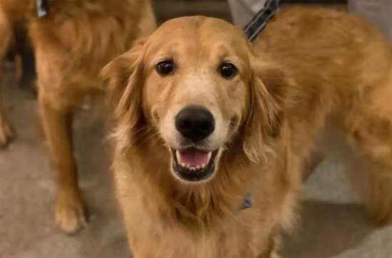 金毛几个月开始认主人 金毛几个月开始认主人