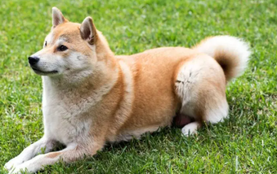 饲养柴犬的注意事项都有哪些