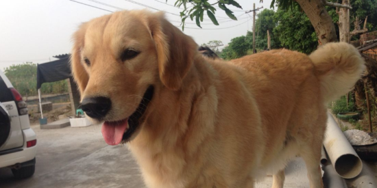 金毛犬最怕什么 金毛犬最怕什么