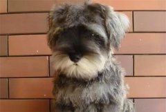 ѩ������֢״