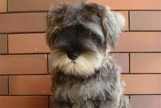 雪纳瑞怀孕症状