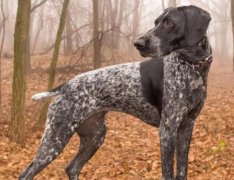 ��ֹ����������ë����С�취