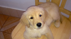 ��ë���׵ð�֢��