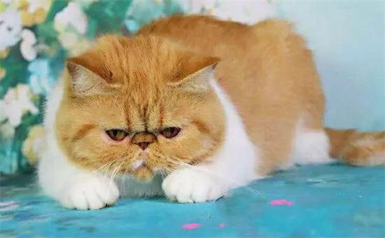 �ӷ�è�������淽��