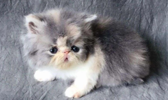 è����ʺ����ô����?